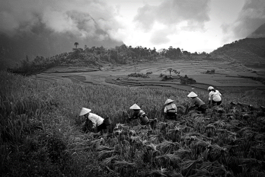 Tại sao nền nông nghiệp Việt Nam kém phát triển?