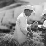 Cổ phiếu tiêu biểu năm 2018: Chi phí nguyên liệu đầu vào tăng khiến cổ phiếu TRA mất động lực tăng trưởng